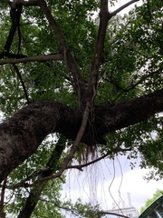 Ficus microcarpa