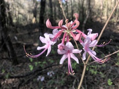 Rhododendron canescens image