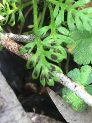 Fabraea rhytismoidea