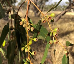 Eucalyptus porosa