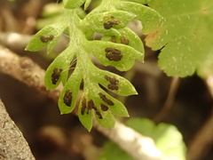 Fabraea rhytismoidea