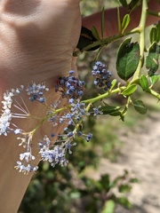 Ceanothus spinosus