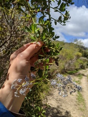 Ceanothus spinosus