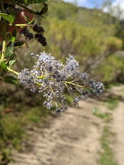 Ceanothus spinosus