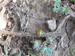 Isotes mexicana