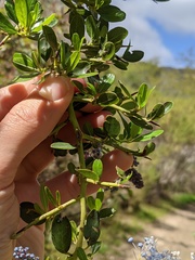Ceanothus spinosus