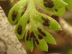 Fabraea rhytismoidea