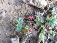 Isotes mexicana