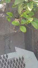 Cynanthus latirostris