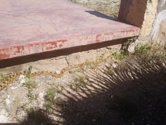 Pituophis deppei deppei