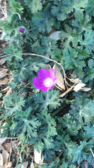 Callirhoe involucrata