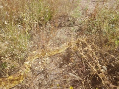 Pituophis deppei deppei