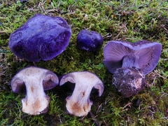 Glaucopodes