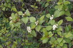 Crataegus macrosperma