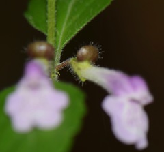 Scutellaria macra