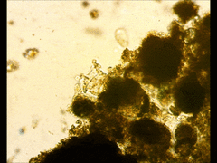 Collotheca