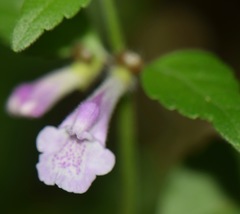 Scutellaria macra