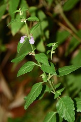 Scutellaria macra