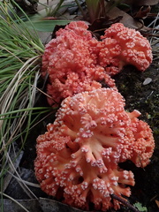 Ramaria botrytoides