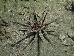 Prionocidaris bispinosa