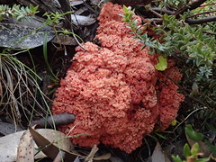 Ramaria botrytoides