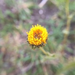 Grindelia pulchella