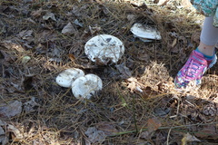 Catathelasma ventricosum