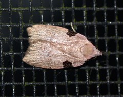 Zonopetala quadripustulella