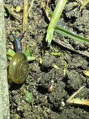 Oxychilus draparnaudi