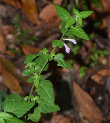 Scutellaria macra