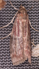 Euzophera ostricolorella