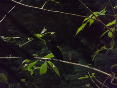 Cacicus chrysopterus