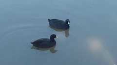 Fulica americana