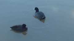 Fulica americana