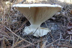 Catathelasma ventricosum