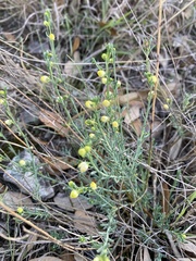 Acamptopappus sphaerocephalus