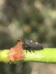 Enchenopa quadricolor