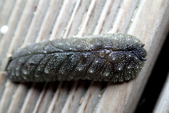 Athoracophorus papillatus