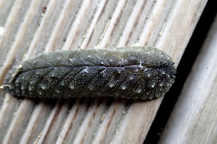 Athoracophorus papillatus