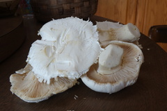 Catathelasma ventricosum
