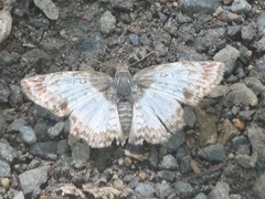 Antigonus emorsa