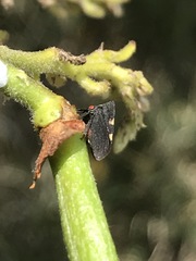 Enchenopa quadricolor