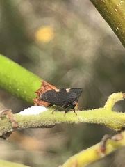 Enchenopa quadricolor