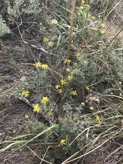 Heterotheca villosa villosa