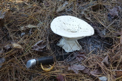 Catathelasma ventricosum