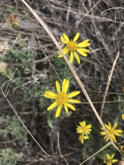 Heterotheca villosa villosa