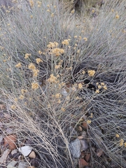 Ericameria nauseosa juncea