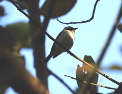 Ficedula westermanni