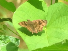 Nisoniades bromias