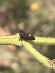 Enchenopa quadricolor